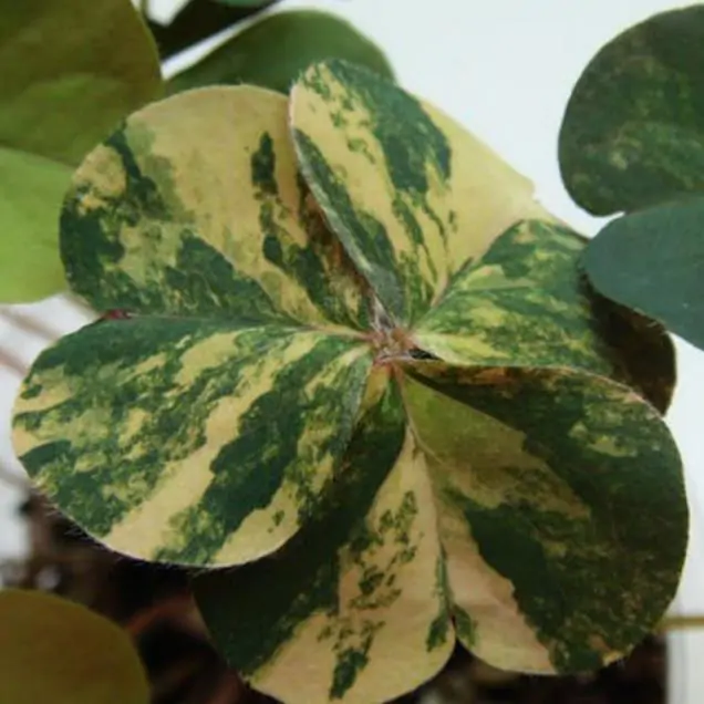 Aquilegia vulgaris Woodside variegata - Aquilegia Variegata, Rosa Columbina Variegata - Imagem 2