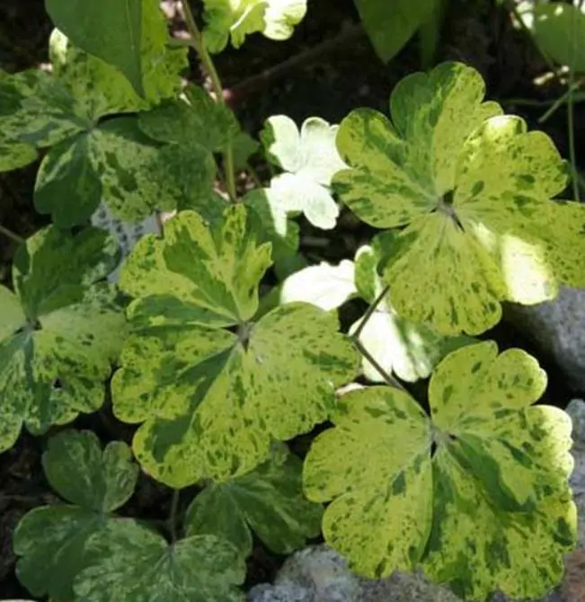 Aquilegia vulgaris Woodside variegata - Aquilegia Variegata, Rosa Columbina Variegata - Imagem 3