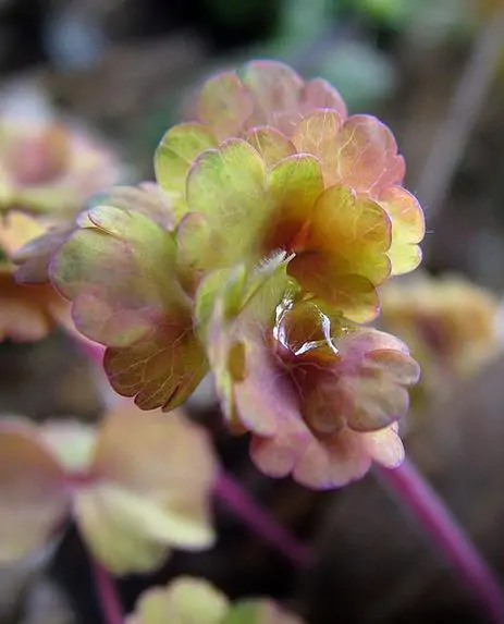 Aquilegia vulgaris Woodside variegata - Aquilegia Variegata, Rosa Columbina Variegata - Image 4
