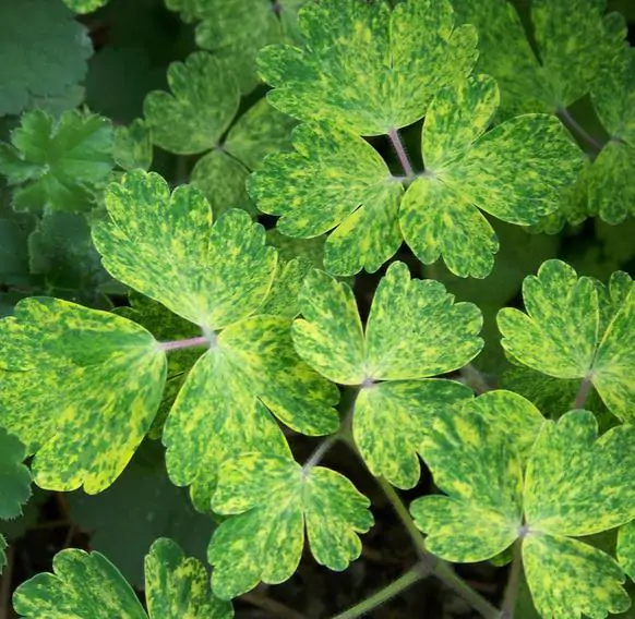 Aquilegia vulgaris Woodside variegata - Aquilegia Variegata, Rosa Columbina Variegata - Image 5