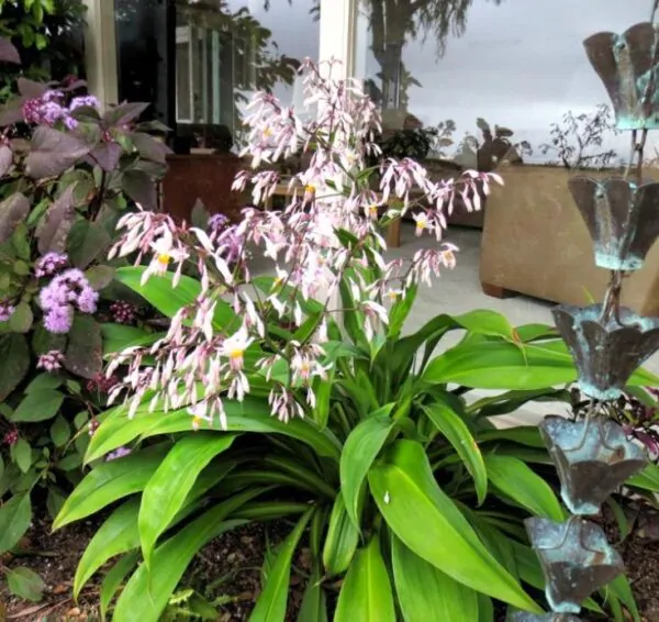 Arthropodium cirratum - Lírio Rocha da Nova Zelândia, Lírio Renga, Rengarenga - Image 5