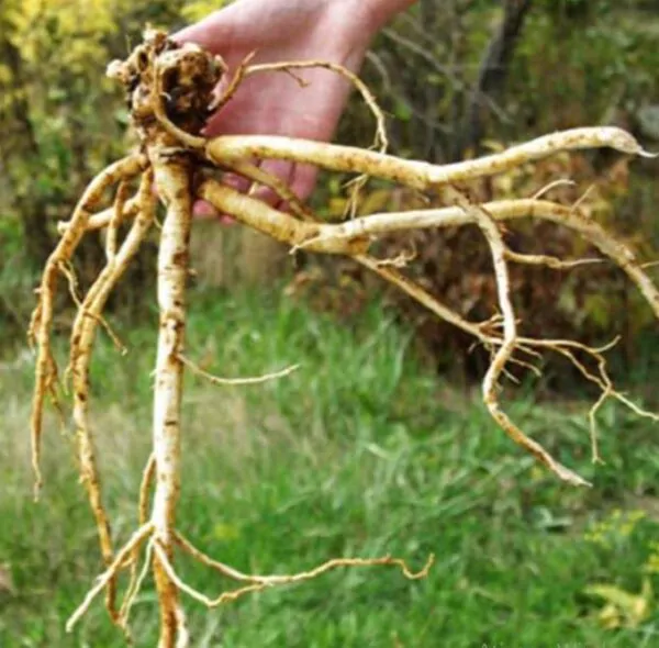 Astragalus membranaceus (Astragalus propinquus) - Erva da Longevidade, Astrágalo, Huang chi, Chinese milk-vetch
