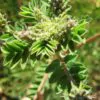Astragalus membranaceus (Astragalus propinquus) - Erva da Longevidade, Astrágalo, Huang chi, Chinese milk-vetch - Image 3
