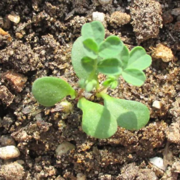 Astragalus membranaceus (Astragalus propinquus) - Erva da Longevidade, Astrágalo, Huang chi, Chinese milk-vetch - Image 6