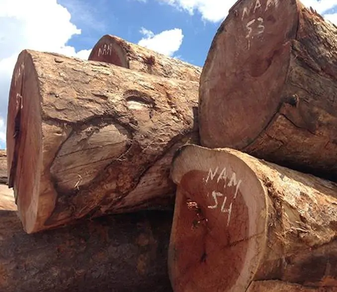 Colophospermum mopane - Árvore Copaiba Mopane, Árvore Mopane, Árvore de Bálsamo, Árvore Borboleta