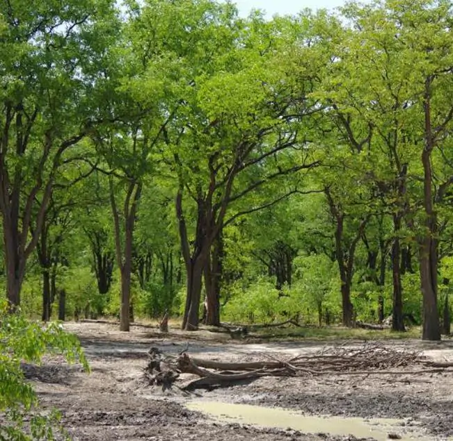 Colophospermum mopane - Árvore Copaiba Mopane, Árvore Mopane, Árvore de Bálsamo, Árvore Borboleta - Imagem 3