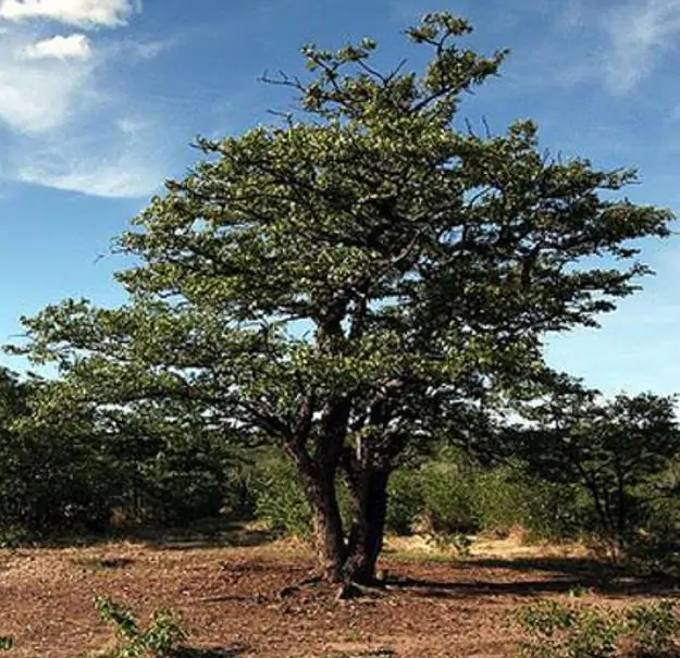 Colophospermum mopane - Árvore Copaiba Mopane, Árvore Mopane, Árvore de Bálsamo, Árvore Borboleta - Imagem 4