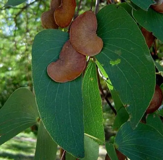 Colophospermum mopane - Árvore Copaiba Mopane, Árvore Mopane, Árvore de Bálsamo, Árvore Borboleta - Imagem 5
