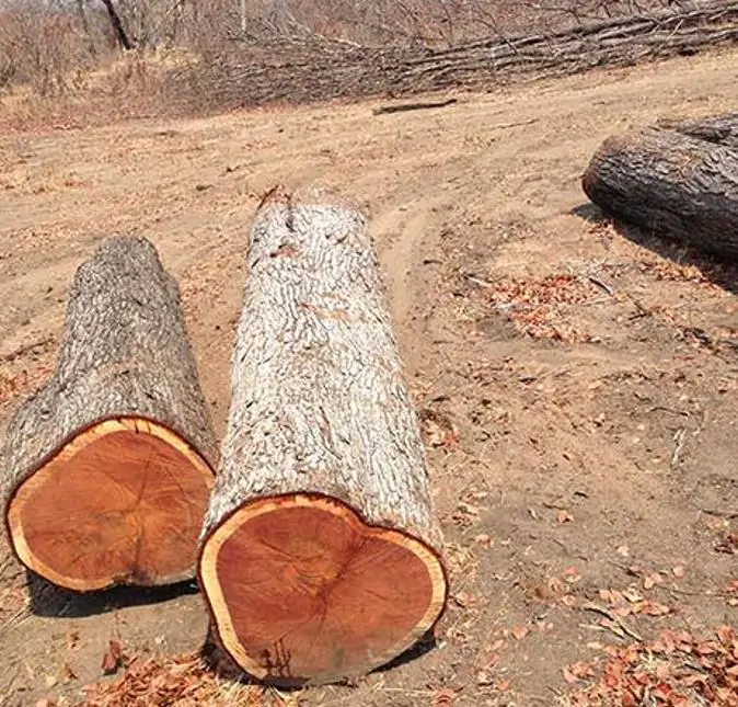 Colophospermum mopane - Árvore Copaiba Mopane, Árvore Mopane, Árvore de Bálsamo, Árvore Borboleta - Imagem 6