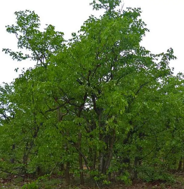 Colophospermum mopane - Árvore Copaiba Mopane, Árvore Mopane, Árvore de Bálsamo, Árvore Borboleta - Imagem 7