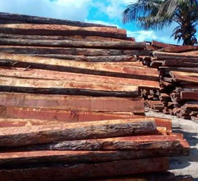 Colophospermum mopane - Árvore Copaiba Mopane, Árvore Mopane, Árvore de Bálsamo, Árvore Borboleta - Imagem 8