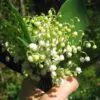 Convallaria majalis - Lirio do Vale, Muguet, Lírio de Maio, Lily of the Valley
