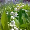 Convallaria majalis - Lirio do Vale, Muguet, Lírio de Maio, Lily of the Valley - Image 2