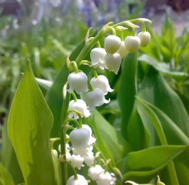 Convallaria majalis - Lirio do Vale, Muguet, Lírio de Maio, Lily of the Valley - Imagem 2