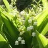 Convallaria majalis - Lirio do Vale, Muguet, Lírio de Maio, Lily of the Valley - Image 3