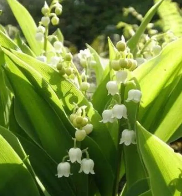 Convallaria majalis - Lirio do Vale, Muguet, Lírio de Maio, Lily of the Valley - Imagem 3
