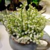 Convallaria majalis - Lirio do Vale, Muguet, Lírio de Maio, Lily of the Valley - Image 4