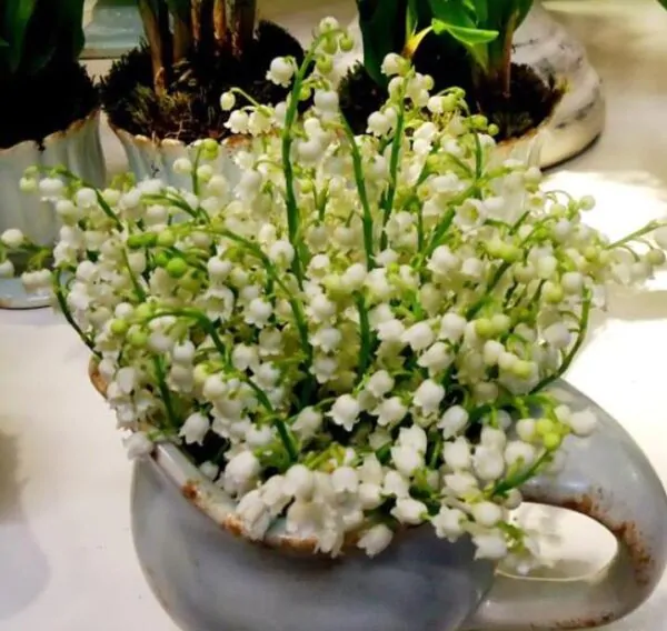 Convallaria majalis - Lirio do Vale, Muguet, Lírio de Maio, Lily of the Valley - Image 4