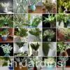 Convallaria majalis - Lirio do Vale, Muguet, Lírio de Maio, Lily of the Valley - Image 5