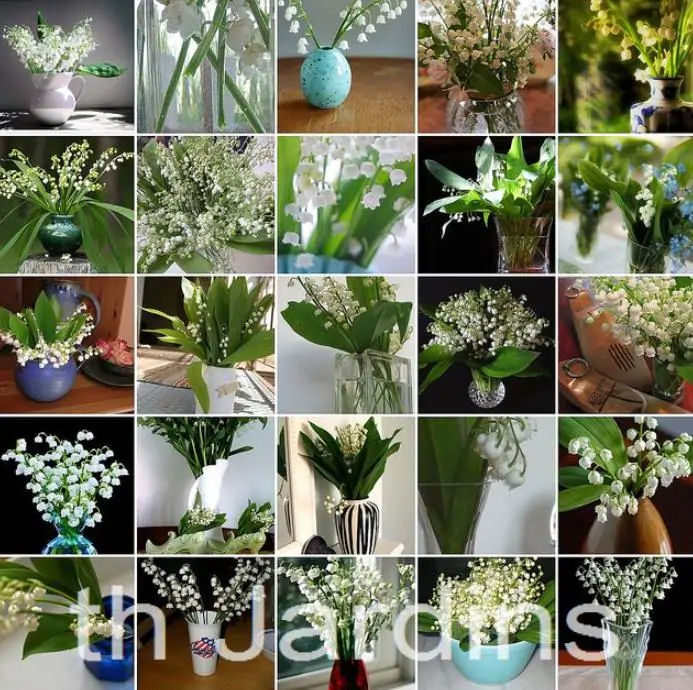 Convallaria majalis - Lirio do Vale, Muguet, Lírio de Maio, Lily of the Valley - Imagem 5