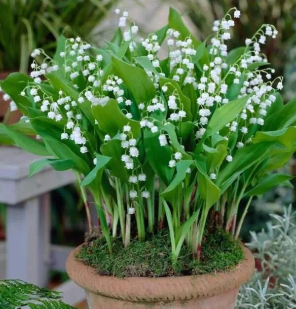 Convallaria majalis - Lirio do Vale, Muguet, Lírio de Maio, Lily of the Valley - Image 6