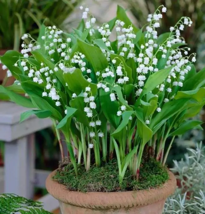 Convallaria majalis - Lirio do Vale, Muguet, Lírio de Maio, Lily of the Valley - Imagem 6