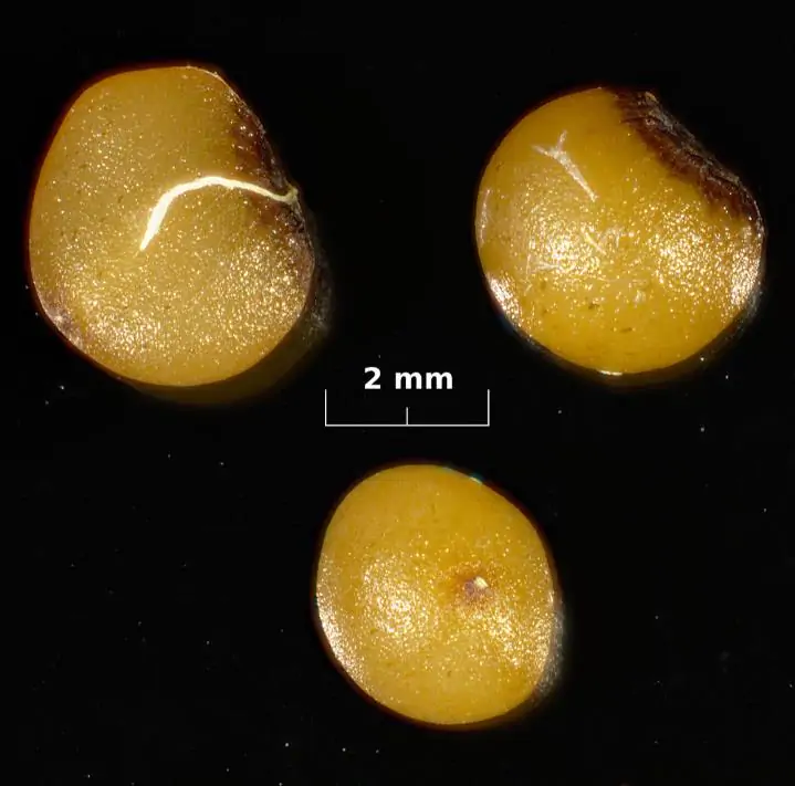 Convallaria majalis - Lirio do Vale, Muguet, Lírio de Maio, Lily of the Valley - Imagem 9