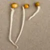 Convallaria majalis - Lirio do Vale, Muguet, Lírio de Maio, Lily of the Valley - Image 10