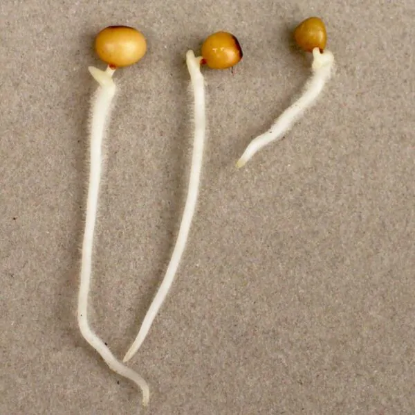 Convallaria majalis - Lirio do Vale, Muguet, Lírio de Maio, Lily of the Valley - Image 10