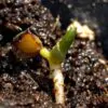 Convallaria majalis - Lirio do Vale, Muguet, Lírio de Maio, Lily of the Valley - Image 11