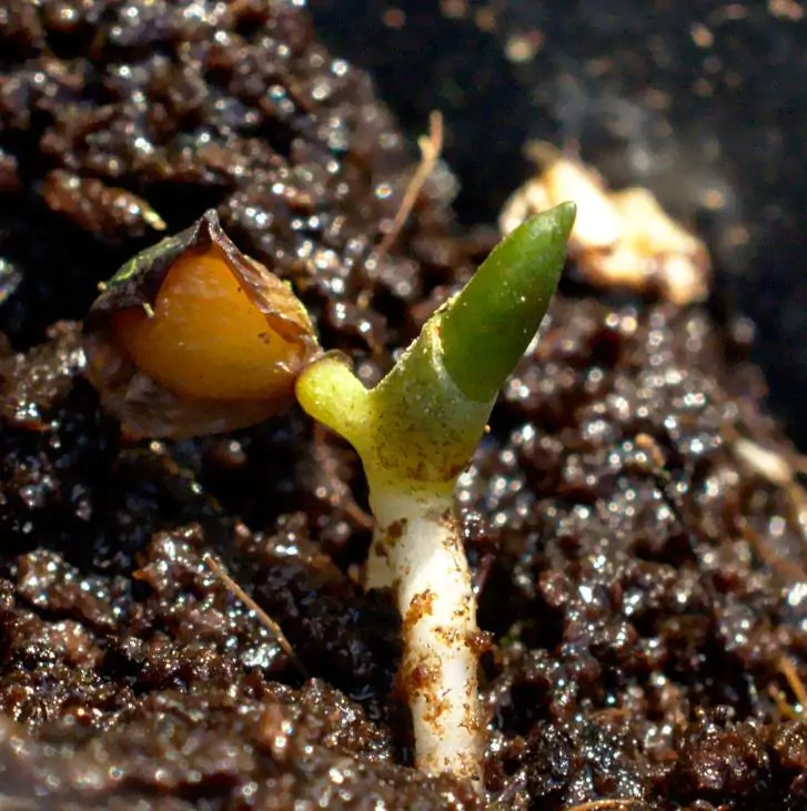 Convallaria majalis - Lirio do Vale, Muguet, Lírio de Maio, Lily of the Valley - Imagem 11