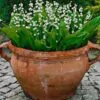 Convallaria majalis - Lirio do Vale, Muguet, Lírio de Maio, Lily of the Valley - Image 12