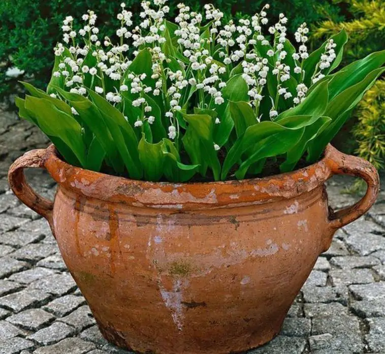 Convallaria majalis - Lirio do Vale, Muguet, Lírio de Maio, Lily of the Valley - Imagem 12
