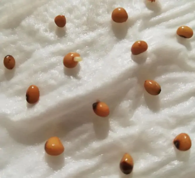 Convallaria majalis - Lirio do Vale, Muguet, Lírio de Maio, Lily of the Valley - Imagem 13