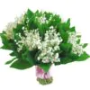 Convallaria majalis - Lirio do Vale, Muguet, Lírio de Maio, Lily of the Valley - Image 14