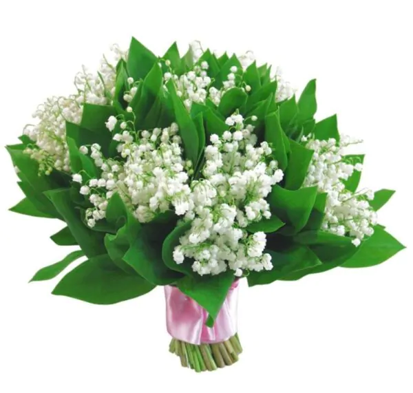 Convallaria majalis - Lirio do Vale, Muguet, Lírio de Maio, Lily of the Valley - Image 14