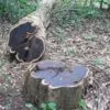 Dalbergia melanoxylon - Ébano Negro, Ebony Africano, Mpingo, African Blackwood, Árvore da Música