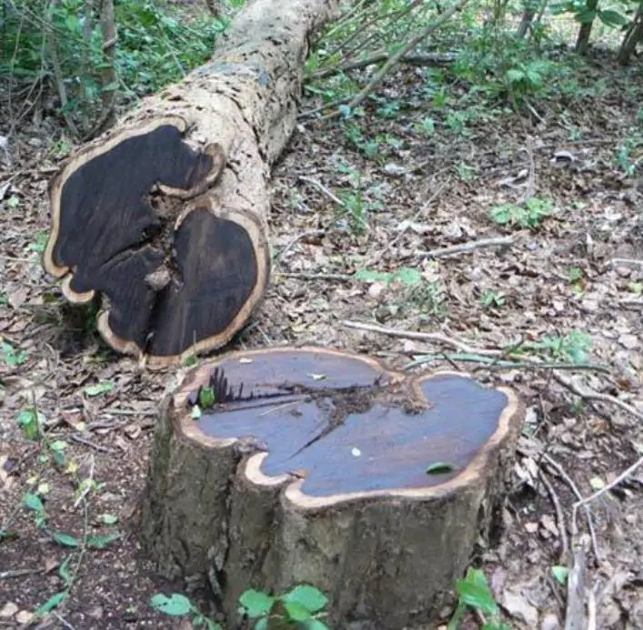 Dalbergia melanoxylon - Ébano Negro, Ebony Africano, Mpingo, African Blackwood, Árvore da Música