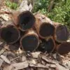 Dalbergia melanoxylon - Ébano Negro, Ebony Africano, Mpingo, African Blackwood, Árvore da Música - Image 2