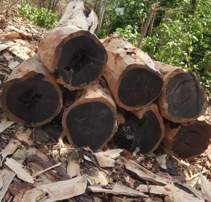 Dalbergia melanoxylon - Ébano Negro, Ebony Africano, Mpingo, African Blackwood, Árvore da Música - Imagem 2