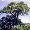 Dalbergia melanoxylon - Ébano Negro, Ebony Africano, Mpingo, African Blackwood, Árvore da Música - Image 4