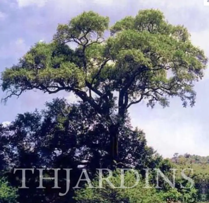 Dalbergia melanoxylon - Ébano Negro, Ebony Africano, Mpingo, African Blackwood, Árvore da Música - Imagem 4