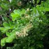 Dalbergia melanoxylon - Ébano Negro, Ebony Africano, Mpingo, African Blackwood, Árvore da Música - Image 5