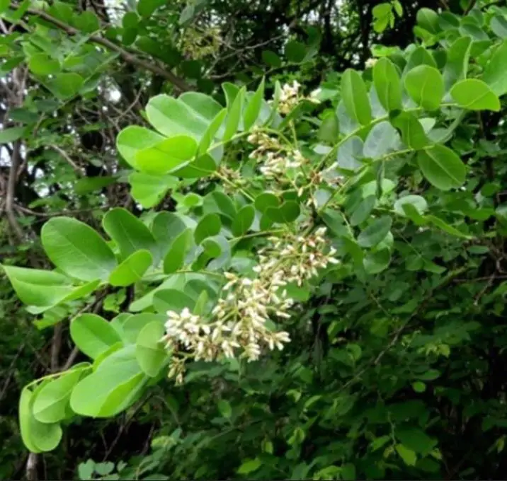 Dalbergia melanoxylon - Ébano Negro, Ebony Africano, Mpingo, African Blackwood, Árvore da Música - Imagem 5