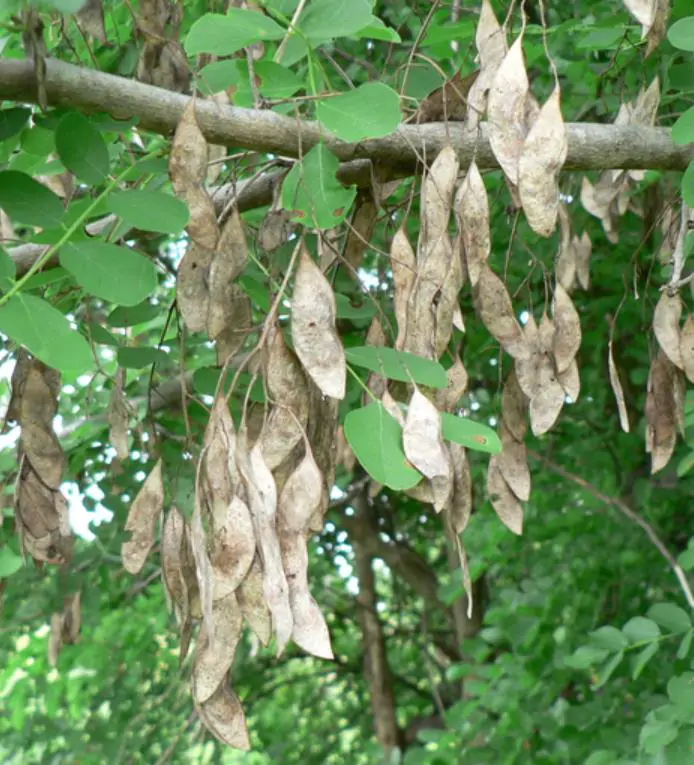 Dalbergia melanoxylon - Ébano Negro, Ebony Africano, Mpingo, African Blackwood, Árvore da Música - Imagem 6