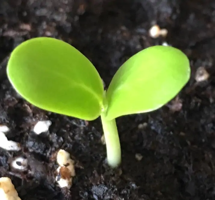 Dalbergia melanoxylon - Ébano Negro, Ebony Africano, Mpingo, African Blackwood, Árvore da Música - Imagem 7