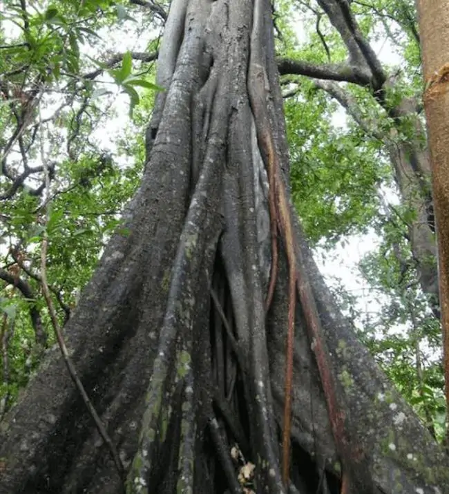 Dalbergia melanoxylon - Ébano Negro, Ebony Africano, Mpingo, African Blackwood, Árvore da Música - Imagem 8