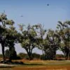 Dalbergia melanoxylon - Ébano Negro, Ebony Africano, Mpingo, African Blackwood, Árvore da Música - Image 9