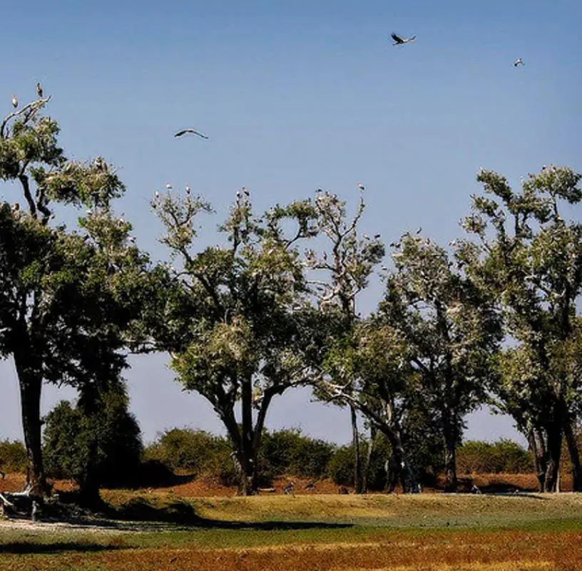 Dalbergia melanoxylon - Ébano Negro, Ebony Africano, Mpingo, African Blackwood, Árvore da Música - Imagem 9