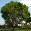 Dalbergia sissoo - Jacarandá Indiano, Árvore Sheesham, Indian Rosewood, Pau-Rosa do Norte da Índia